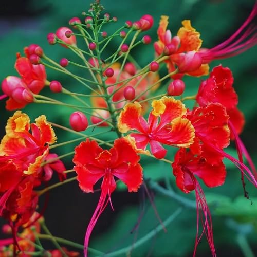 Red Caesalpinia Pulcherrima Flower Seeds