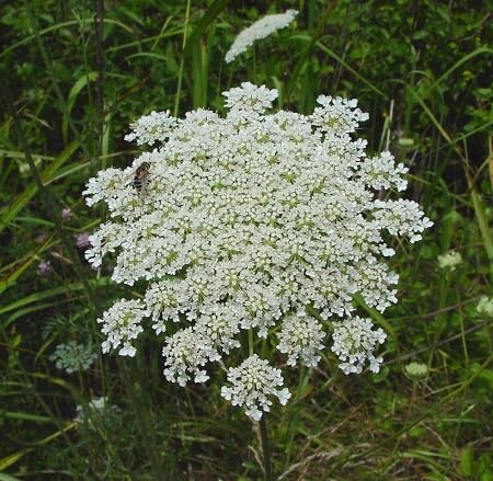 White Daucus Flower Seeds