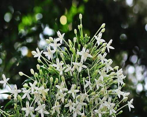 white millingtonia flowers seeds