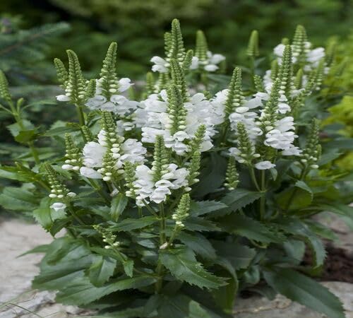 White Physostegia Flower Seeds