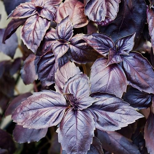 Purple Opal Basil Plant Seeds herb seeds - natural growing, healthy herbs garden seeds