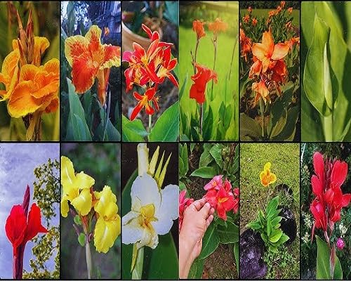 canna lily flower seeds