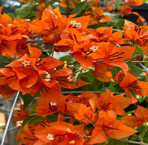 orange bougainvillea flower seeds