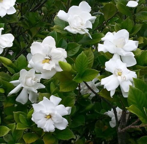 White Gardenia Flower Seeds