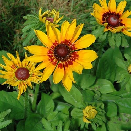 Yellow Maroon Rose Flower Seeds