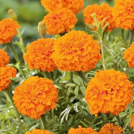 Orange Marigold Flower Seeds