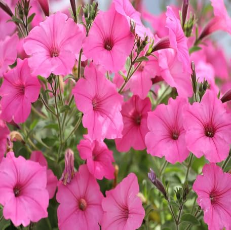 Pink Petunia Flower Seeds