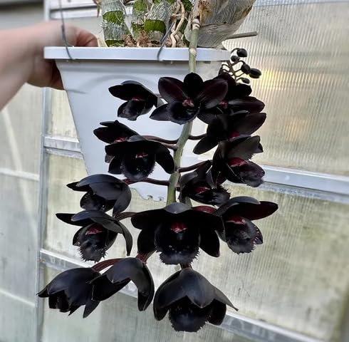 Black Climbing Orchid Flower Seeds