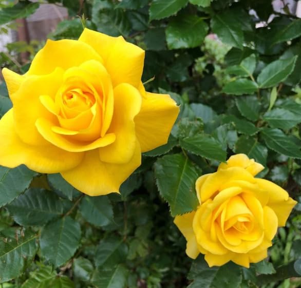 Yellow Rose Flower Seeds