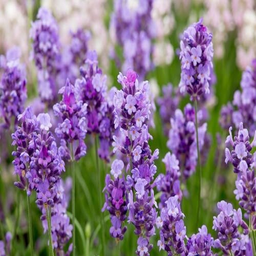 Lavender Lavandula Flower Seeds