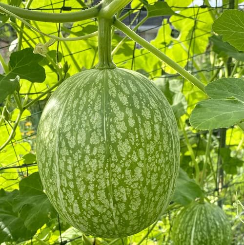 Green Chilacayote vegetable seeds - Heirloom, Organic, Non Gmo Garden Seeds for kitchen garden planting