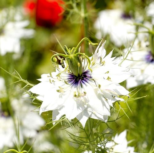 White Nigella Damascena Flower Seeds