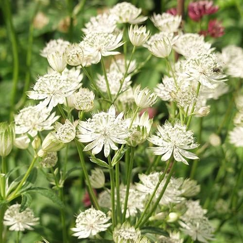 white astrantia flower seeds