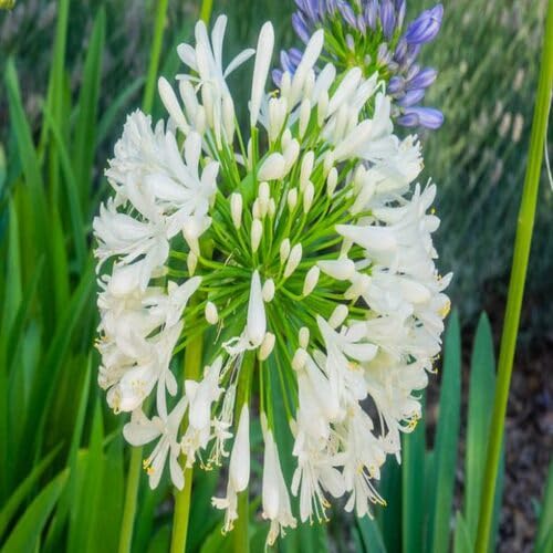 Agapanthus Flower Seeds
