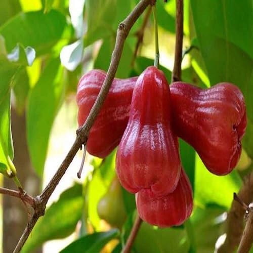 Red Rose Apple Fruit Seeds