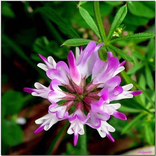 Astragalus Flower Seeds