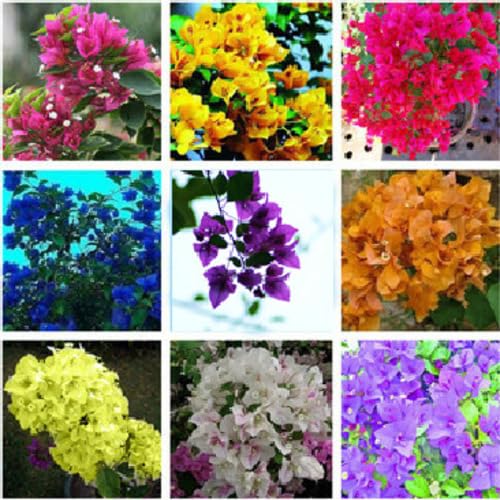Mixed Bougainvillea Spectabilis Flower Seeds