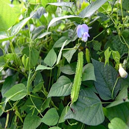 Psophocarpus Tetragonolobus vegetable seeds for Home Gardening, Nutritious Backyard for kitchen garden planting