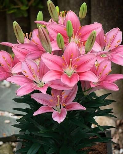 Pink Lilium Flower Seeds