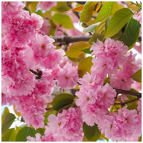 Pink Prunus Flower Seeds