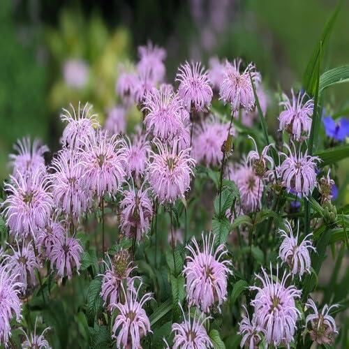 Pink Bergamot Flower Seeds