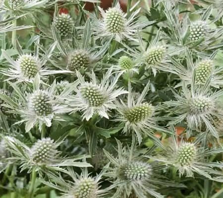 Eryngium Flower Seeds