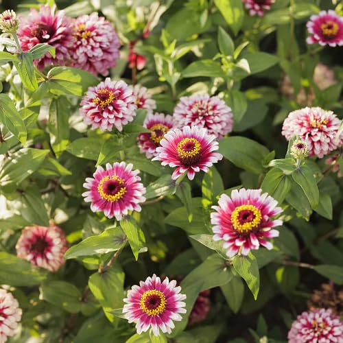 Red White Zinnia Flower Seeds