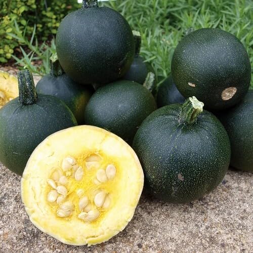 Green Gem Squash vegetable seeds - Heirloom, Organic, Non Gmo Garden Seeds for kitchen garden planting