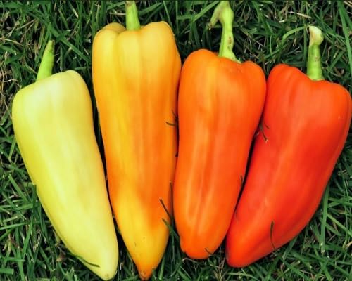 Mixed Sweet Pepper . vegetable seeds - Heirloom, Organic, Non Gmo Garden Seeds for kitchen garden planting