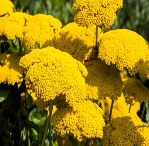 Yellow Yarrow Flower Seeds