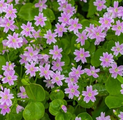 Pink Claytonia Sibirica Flower Seeds