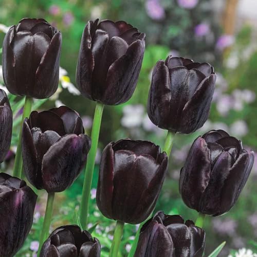 Black Tulip Flower Seeds