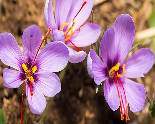 Violet Saffron Crocus Flower Seeds