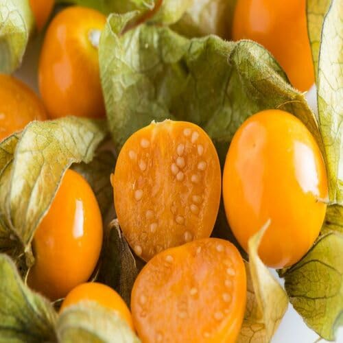 yellow physalis alkekengi fruit Fruit Seeds for Home Planting Premium Germination Healthy Harvest Growing