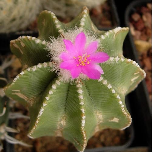 Pink Aztekium Flower Seeds