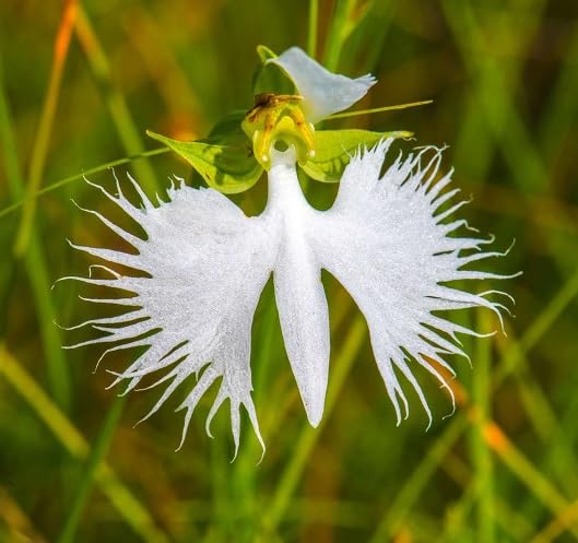 White Egret Flower Seeds