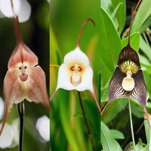 Mixed Monkeyface Orchid Flower Seeds
