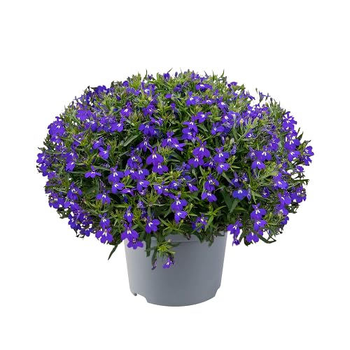 Violet Lobelia Erinus Flower Seeds