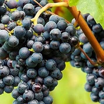 Merlot Grape Fruit High Quality Variety Fruitful Gardens Fruit Seeds
