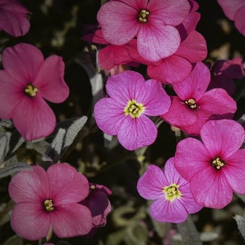 Pink Cress Flower Seeds
