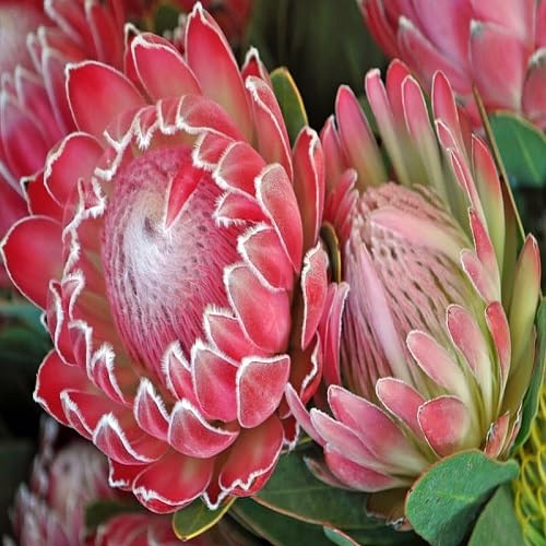 Red Protea Flower Seeds