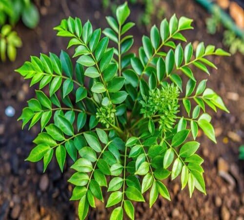 Green Curry Leaf Plnat Seeds herb seeds - home gardening, heirloom garden seeds