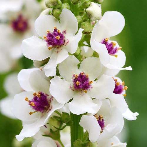 White verbascum Flower Seeds