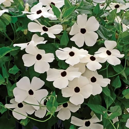 White Climbing Thunbergia Flower Seeds