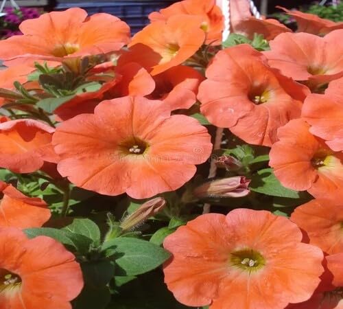 Orange Giant Petunia Flower Seeds