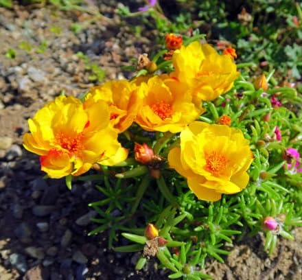 Yellow Portulaca Flower Seeds