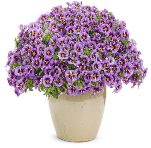 Purple Calibrachoa Flower Seeds