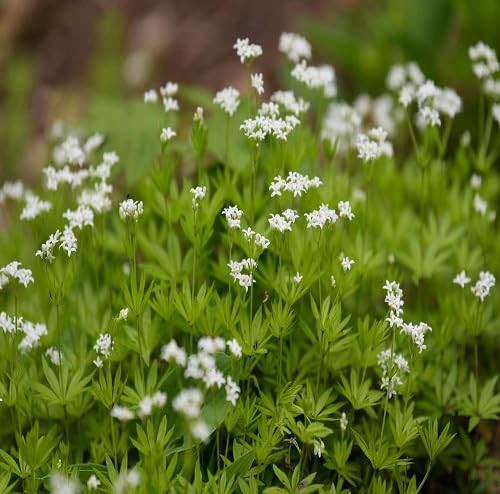 Red Woodruff Flower Seeds