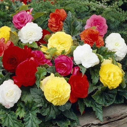 Begonia Flower Seeds