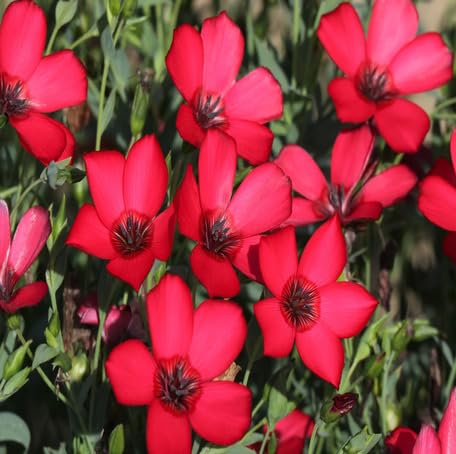 Red Linum grandiflorum Flower Seeds